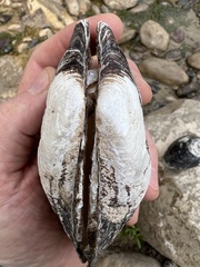 Potamilus metnecktayi