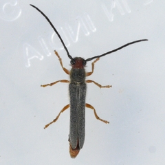 Oberea erythrocephala