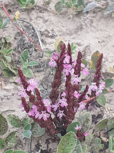 cowpea witchweed