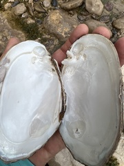 Potamilus metnecktayi