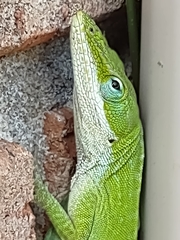 Anolis carolinensis