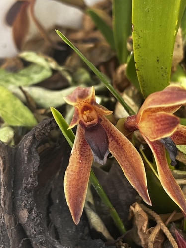 Maxillaria hematoglossa, photograph 2