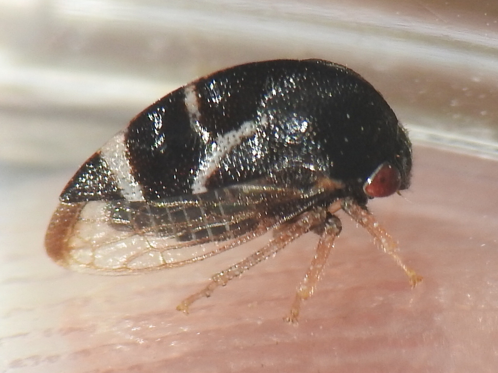Cyrtolobus ovatus