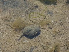 Ilyanassa obsoleta