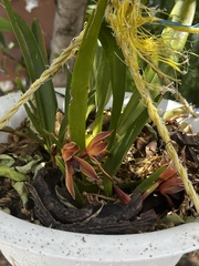 Maxillaria hematoglossa, photograph Elisa, CC BY, iNaturalist via GBIF