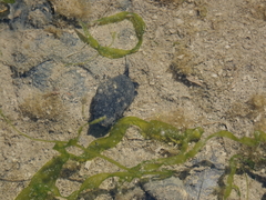 Ilyanassa obsoleta