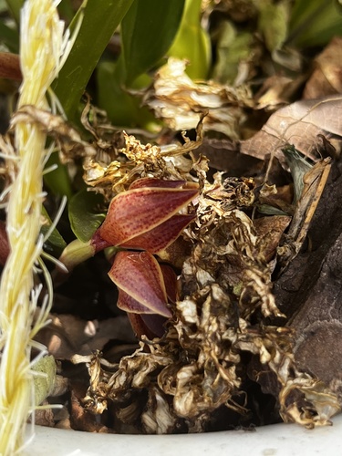 Maxillaria hematoglossa, photograph 4