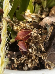 Maxillaria hematoglossa, photograph Elisa, CC BY, iNaturalist via GBIF