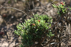 Ruschia recurva