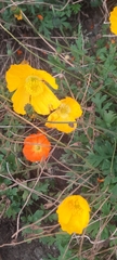 Papaver nudicaule