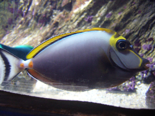 Elegant Unicornfish