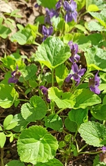 Viola odorata