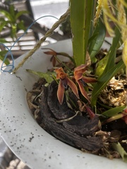 Maxillaria hematoglossa, photograph Elisa, CC BY, iNaturalist via GBIF