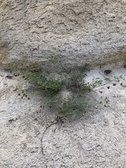 Hosackia crassifolia crassifolia