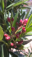 Nerium oleander