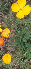 Papaver nudicaule