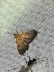 Ulopeza flavicepsalis