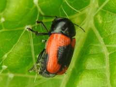 Cryptocephalus notatus