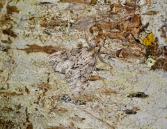 Pseudocoremia suavis