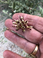 Hosackia crassifolia crassifolia