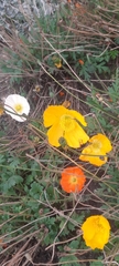 Papaver nudicaule