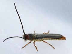 Oberea erythrocephala
