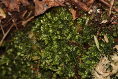 Brotherella recurvans