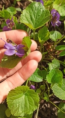 Viola odorata