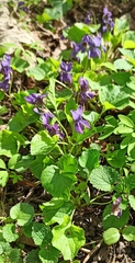 Viola odorata