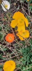 Papaver nudicaule
