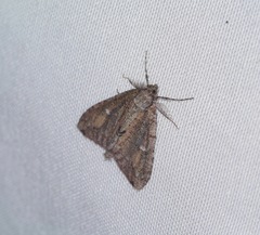 Pseudocoremia suavis