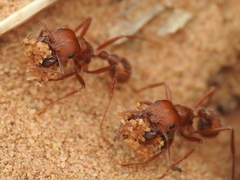 Pogonomyrmex comanche