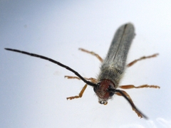 Oberea erythrocephala