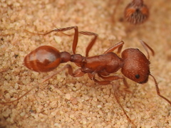 Pogonomyrmex comanche