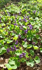 Viola odorata
