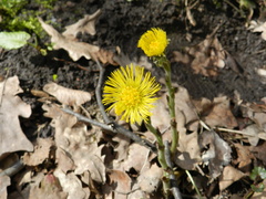 Tussilago farfara