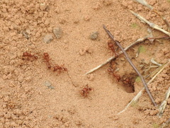 Pogonomyrmex comanche