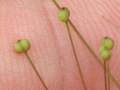 Spermolepis divaricata