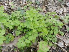 Chelidonium majus