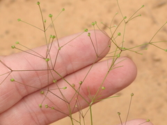 Spermolepis divaricata