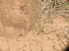 Spermolepis divaricata
