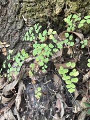 Adiantum poiretii