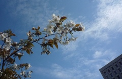 Prunus × lannesiana