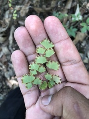Adiantum poiretii