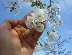 Prunus × lannesiana