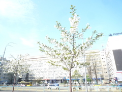 Prunus × lannesiana