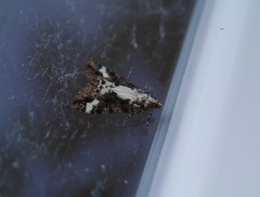 Pseudocoremia leucelaea