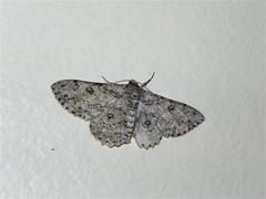 Ascotis reciprocaria