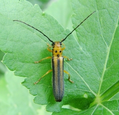 Oberea tripunctata