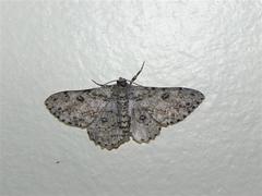 Ascotis reciprocaria